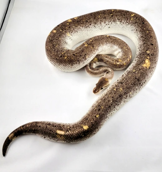 Super Cinnamon Lesser Ball Python by Moreno Ball Pythons