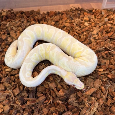 Lavender Albino Axanthic (Snow) Het Pied Ball Python - female for sale from The Python Vault