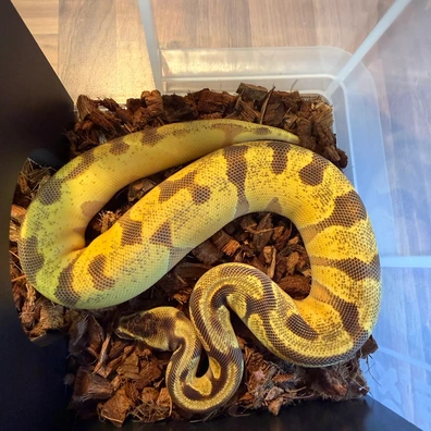 Super Enchi, Super Orange Dream, Yellowbelly, Black Head, 100% Double Het Lavender & Pied Ball Python - female for sale from The Python Vault