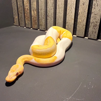 Dreamsicle Het Axanthic Ball Python - male for sale from The Python Vault