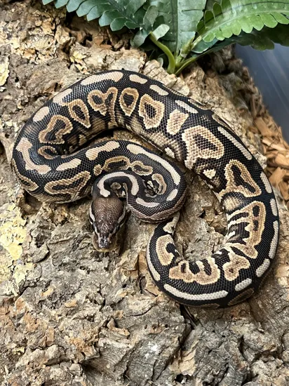 Cinny Sugar Ball Python Cinny Spotnose Ball Python by The Reptile Shop