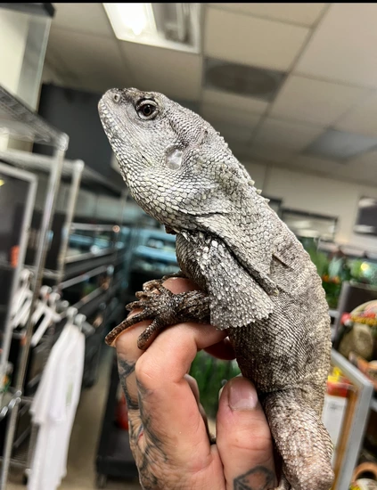 Socialized Indonesian Frilled Dragon (Frank) Frilled Lizards by