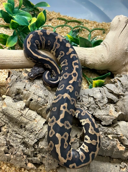 Confusion Cinnamon Ball Ball Python by The Reptile Shop