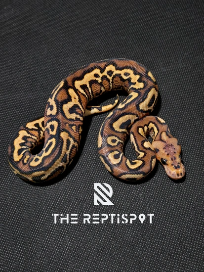 Pompeii Python Pompeii Ball Python by The ReptiSpot