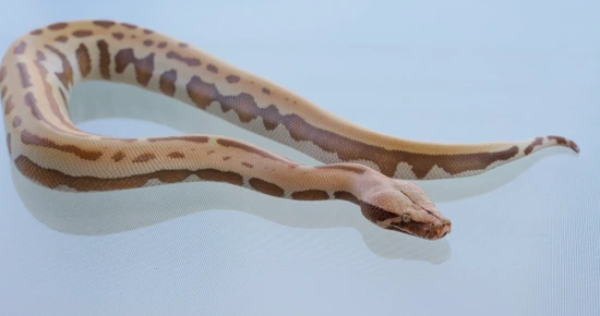 Female T+Albino 007 Blood Python by The Scarlet Society LLC