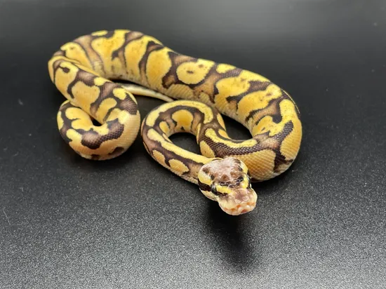 Acid Ball Python Complex Super Pastel Acid Ball Python by The Het Maker
