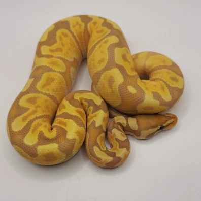Coral Reef 50% Het Clown Ball Python - male for sale from Pure Favorites