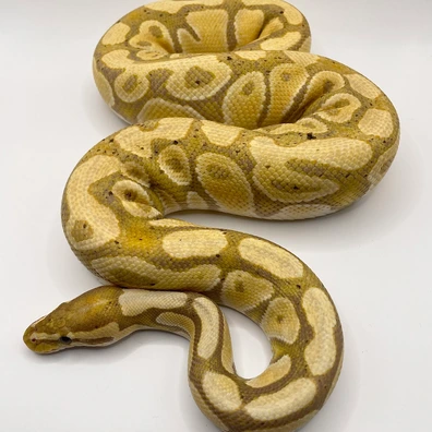 Coral Glow Pastel Het Clown *PB*