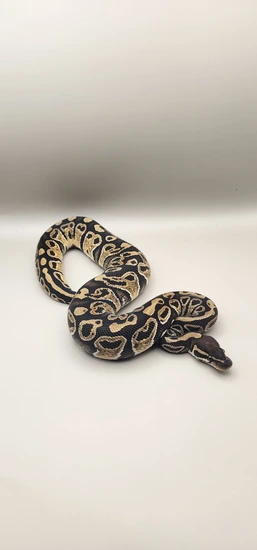 Super Trick Ball Python by This Morphs 4 U