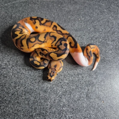 Clown Piebald 50% Het Albinos