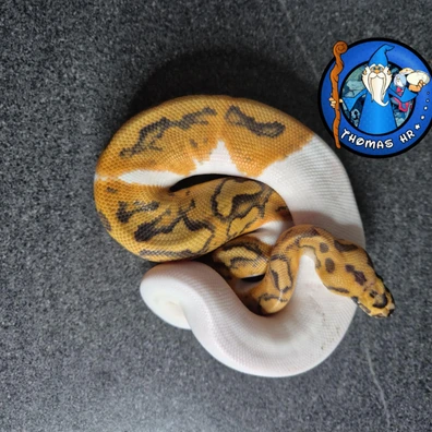 Orange Dream Clown Piebald
