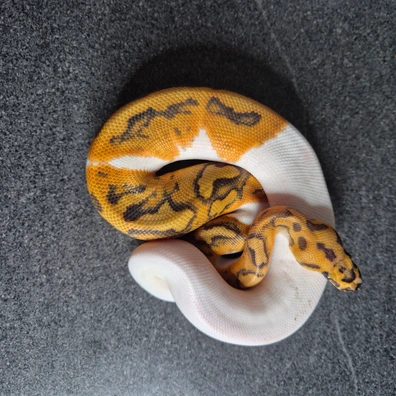 Orange Dream Clown Piebald