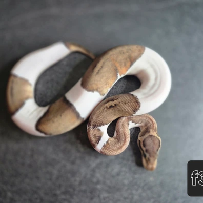 Black Pastel Piebald Het Clown