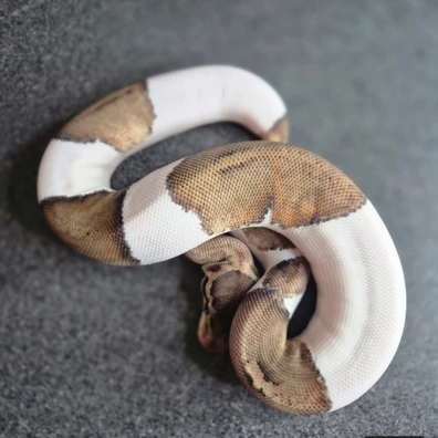 Black Pewter Piebald 100% Het Clown