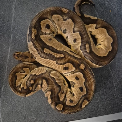 Clown 100% Het Piebald