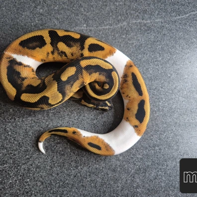 Piebald 100% Het Clown 50% Het Albinos