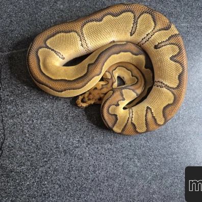 Enchi Clown 66% Het Ultramel