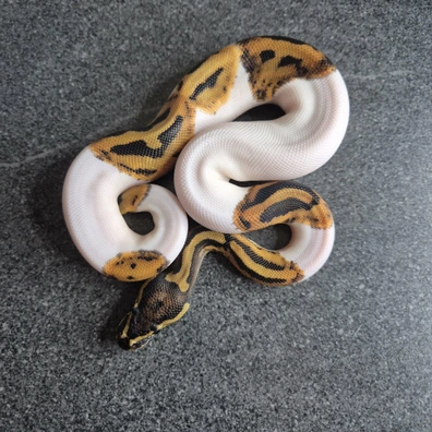 Piebald 100% Het Ultramel 50% Het Clown