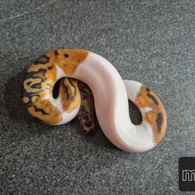 Clown Piebald 50% Het Albinos