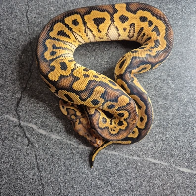Spotnose Yellow Belly Clown Ball Python - female for sale from Thomas hr