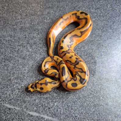 Orange Dream Enchi Clown Piebald Ball Python - male for sale from Thomas hr