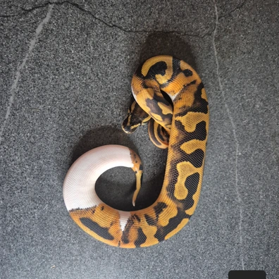 Piebald 100% Het Clown 50% Het Albinos Ball Python - female for sale from Thomas hr