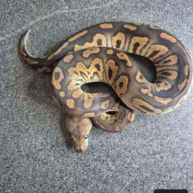Black Pastel Clown Ball Python - male for sale from Thomas hr