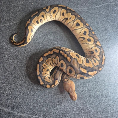 Black Pastel Clown 66% Het Ultramel Ball Python - male for sale from Thomas hr