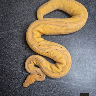 Banana Leopard Clown Ball Python - female for sale from Thomas hr