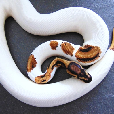 Orange Dream Yellowbelly Leopard Pied Ball Python - male for sale from Nicand Ball Pythons