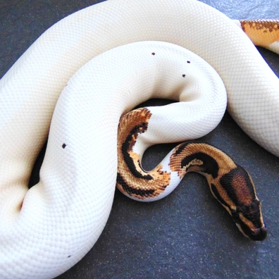Orange Dream Yellowbelly Leopard Pied Ball Python - male for sale from Nicand Ball Pythons