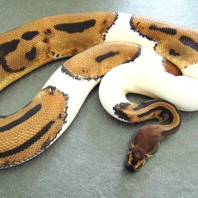 Orange Dream Pied Ball Python - male for sale from Nicand Ball Pythons