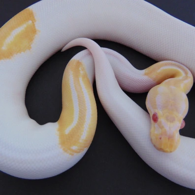Albino Cinnamon Pied Ball Python - female for sale from Nicand Ball Pythons