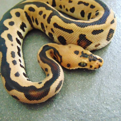 Pastel Batman Ball Python - male for sale from Nicand Ball Pythons
