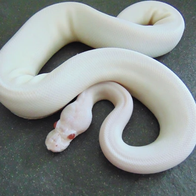 Super Cinnamon Albino Pied Ball Python - female for sale from Nicand Ball Pythons