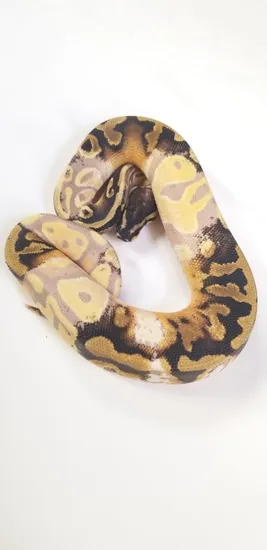 Piebald Banana Het Lavender Albino Paradox/Chimera Ball Python by Tom ...