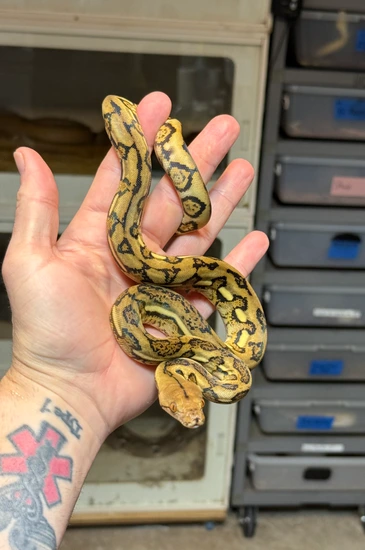 Tiger Het Purple Anthrax Reticulated Python by D-Rassic Park