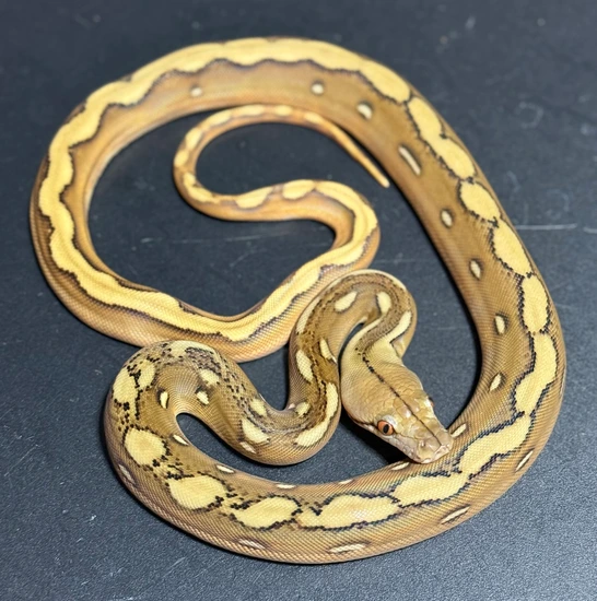 Phantom 66% Het Genetic Stripe Reticulated Python by D-Rassic Park