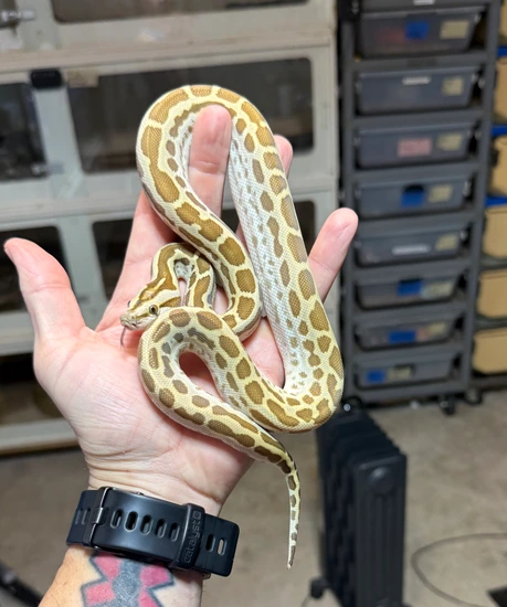 Hypo 66% Het Albino/Labby Pos Het Green/Granite Burmese Python by D ...