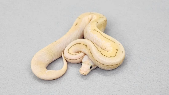 Spinner Blast Yellowbelly Possible Fire Ball Python by Thumb Balls Ball ...