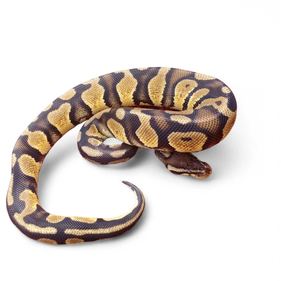 Pastel Mocha Ball Python 1.0 Pastel Chocolate Mocha Het DG 50% Het Hypo Ball Python by Vanaheim ...