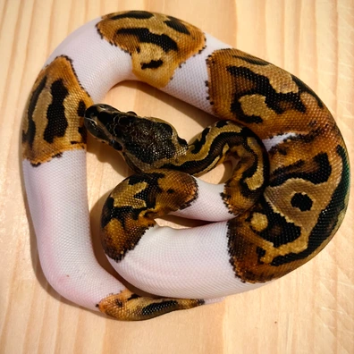 „Smiley“ Piebald 100€ Ball Python - female for sale from BURMESE breeding center