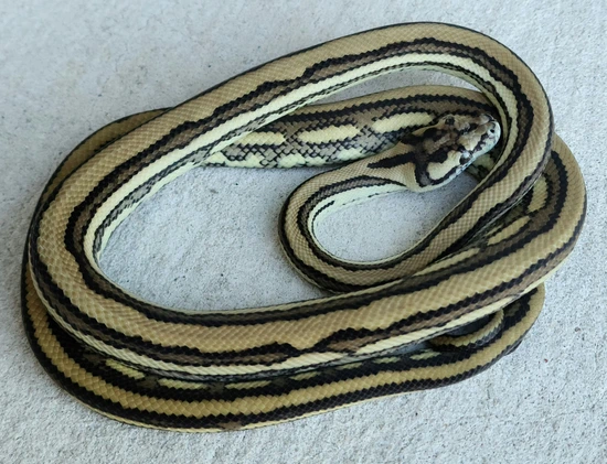 Tiger Coastal Carpet Python by Tierra de Morelia