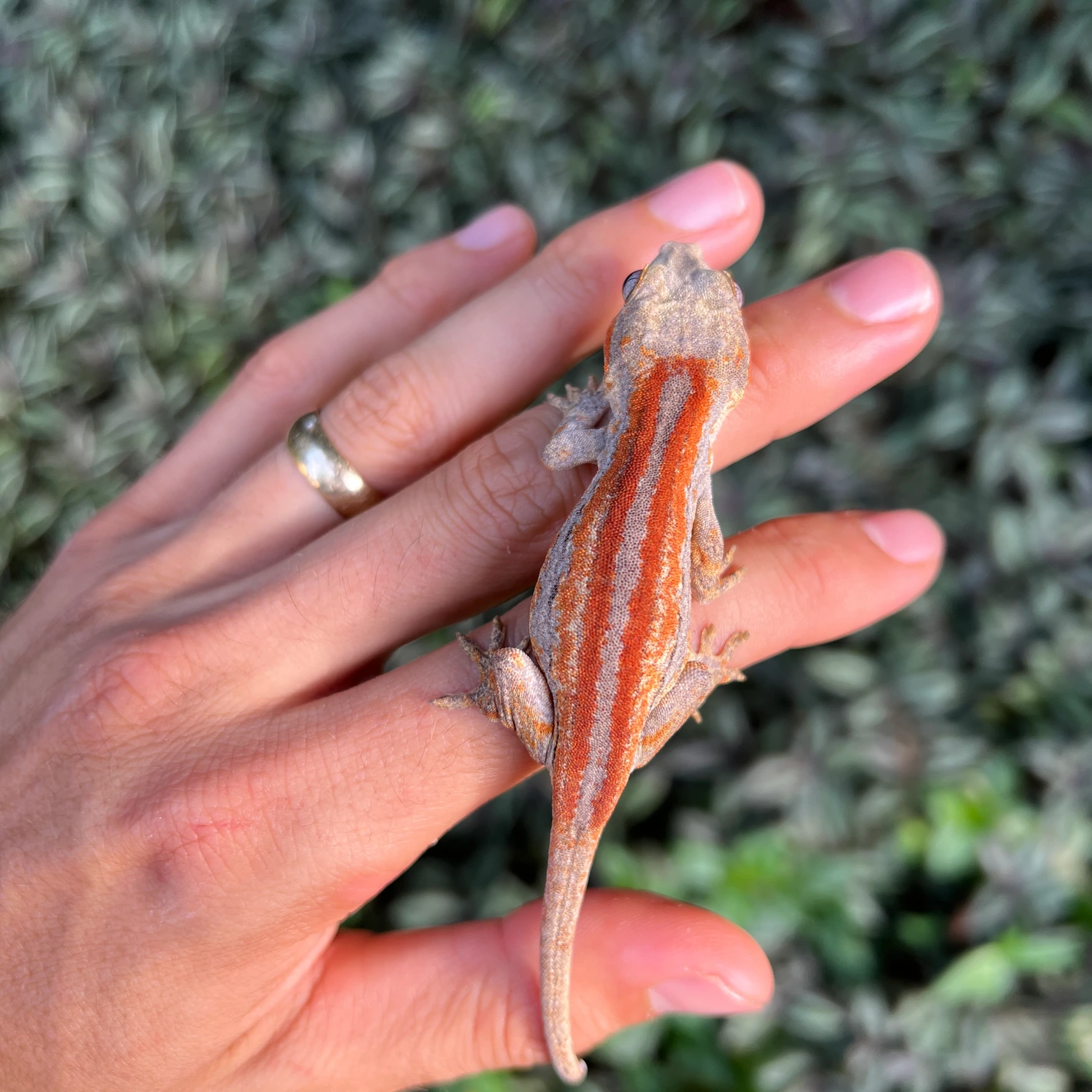 Red Stripe Gargoyle Gecko (Pennywise Offspring ) Gargoyle