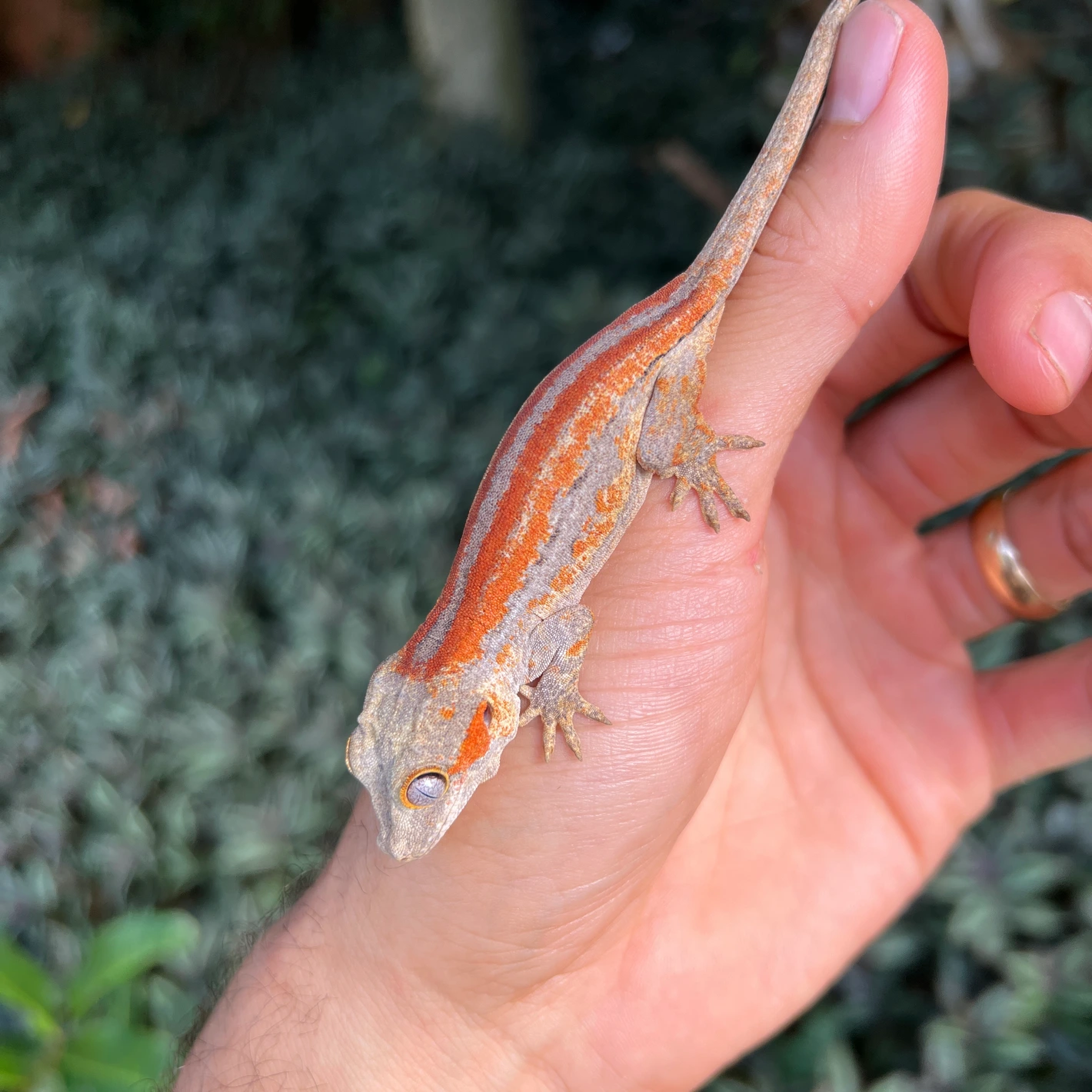 Red Stripe Gargoyle Gecko (Pennywise Offspring ) Gargoyle