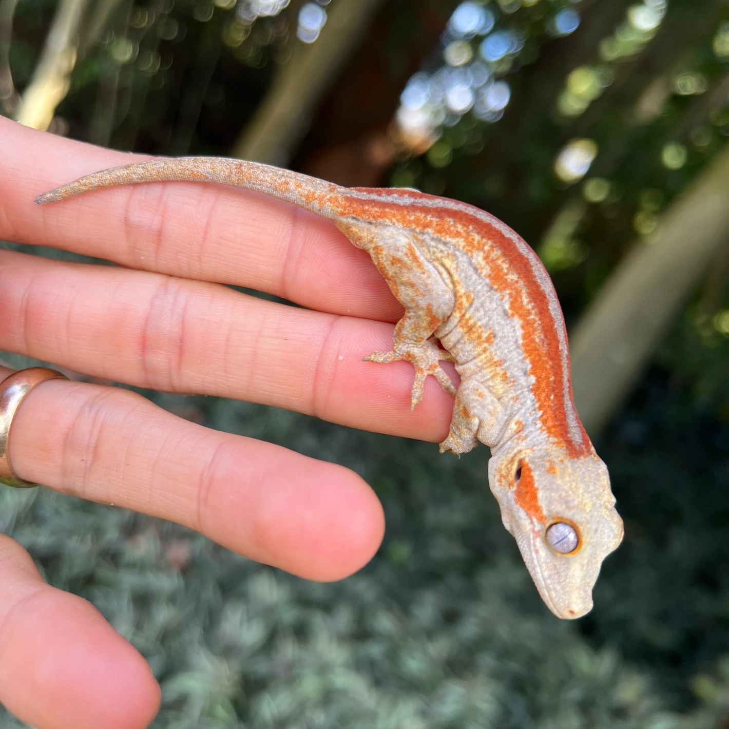 Red Stripe Gargoyle Gecko (Pennywise Offspring ) Gargoyle