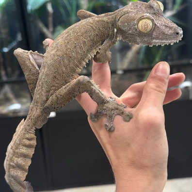 【美品】OZWRT Agave Leaf Tailed Gecko 17cm Leaf-Tailed Geckos For Sale - MorphMarket US & Canada