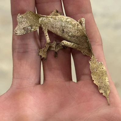 Leaf-Tailed Geckos For Sale - MorphMarket Worldwide