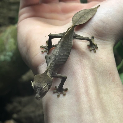 未開封品 OZWRT Agave Leaf Tailed Gecko 17cm 未開封品 OZWRT Agave Leaf Tailed Gecko 17cm 2025年最新