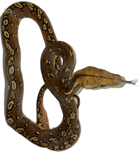 Phantom Het Ocelot Het Albino (From Lavender) Reticulated Python by ...